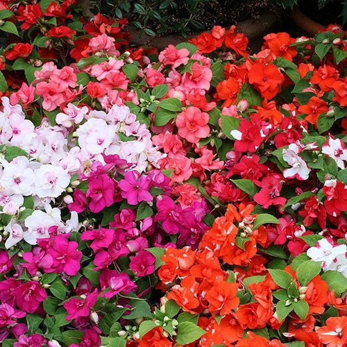 Sementes De Impatiens Semi-dobrada Athena Mix Importadas | MercadoLivre