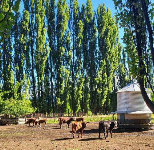 Imagen 25 de 27 de Casa De Campo En Chacra De 4 Has - Alquiler X Día - El Hoyo