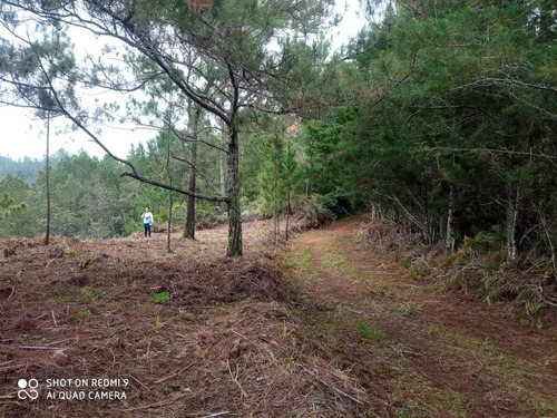 Vendo Terreno Hermoso En Arroyo Bonito - Constanza! A Hora Y Media Del Centro De La Ciudad.