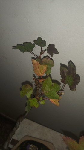Bonsai De Liquidambar 10 Años De Jinsei Bonsai