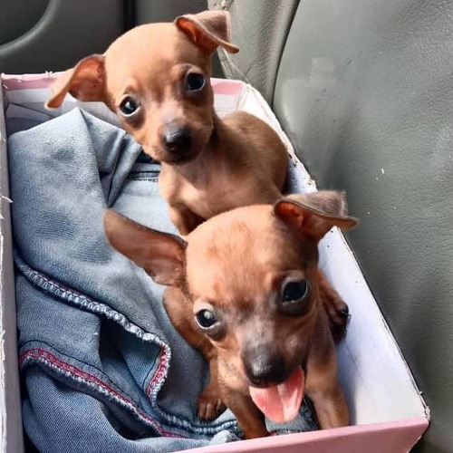 Imagen 1 de 2 de Chihuahua Con Pincher Canes Cachorros