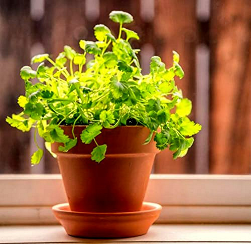 Semillas De Cilantro Coriandro Magnum Para Huerto De Hierbas