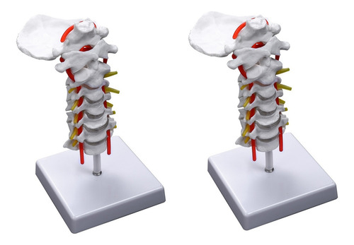 2x Vértebra Cervical, Arteria, Columna, Nervios Espinales