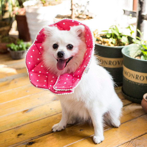 Wz Pet Cono Ajustable Para Perros Y Gatos, Collar De Cono Pa