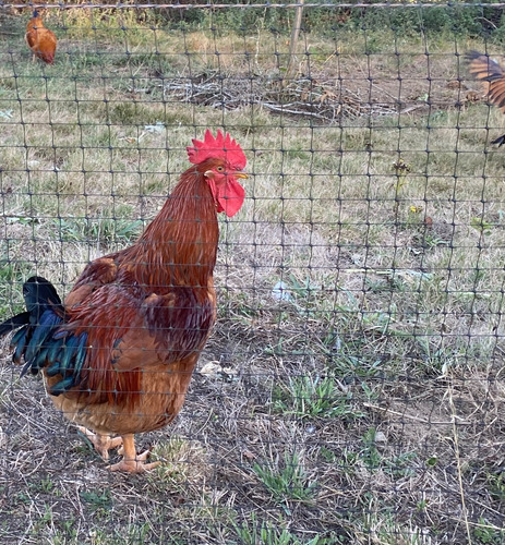 Malla Antipájaros Árboles Y Frutas Seguras 5mx35m Extruida
