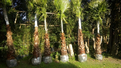 Vendo Hermosas Palmeras Washingtonia 