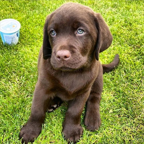 Labrador Retriever Puro Y Sano, Criadero De Campo