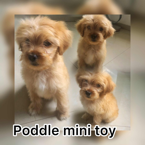Poddle Mini Toys
