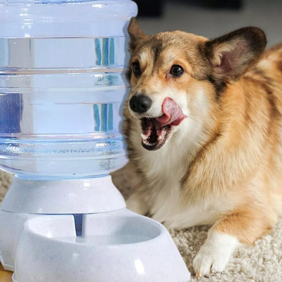 Tercera imagen para búsqueda de dispensador de agua para perros