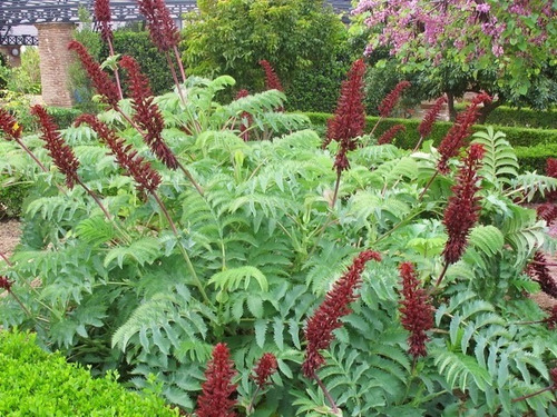 Semillas De Flor De Miel X 10 Unid. 