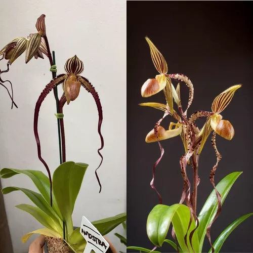 Orquídea Exótica 2 Paphiopedilum (sapatinho) Coleção Rara