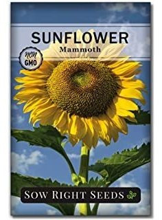 Sow Right Seeds Semillas De Girasol Mammoth Para Plantar Y C