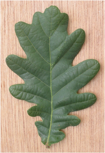 Arbol Quercus Robur (roble Europeo) 2/3mts T6/8cm
