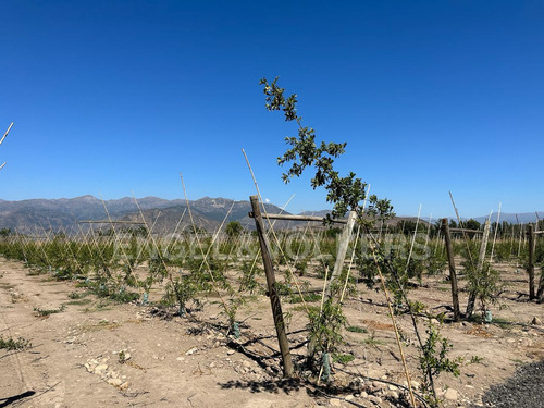 Terreno En Santa Amalia