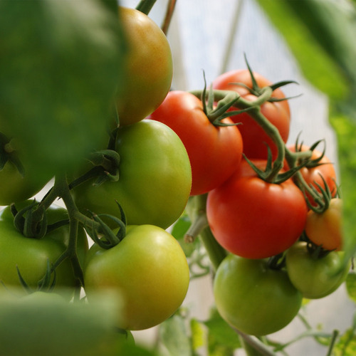 Semillas Orgánicas Tomate Cherry, Rojo Gigante