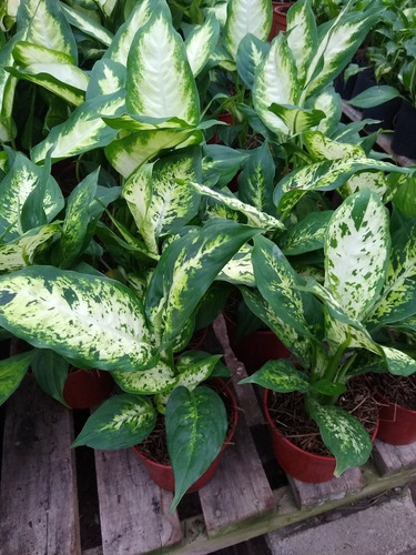 Promo Pack 5 Dieffenbachia Mariana - Planta Interior - M 12