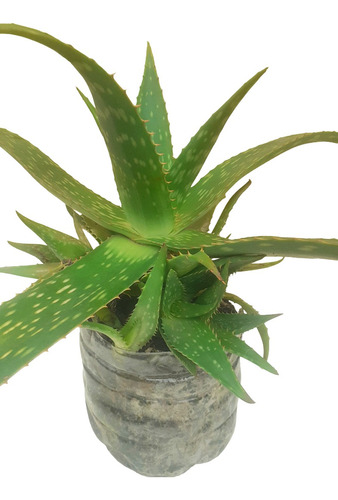 Aloe Vera.saponaria. Planta Grande.de + De 3 Años. Medicinal