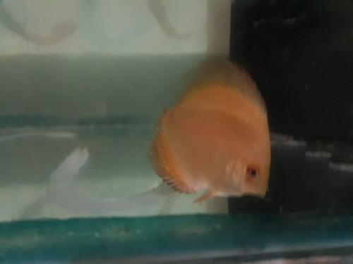 Peixe Acará Disco Red Malboro Filhote 5cm