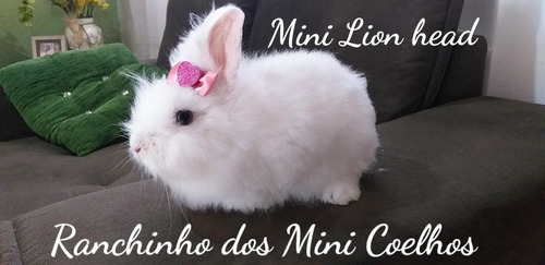 Mini Coelhos