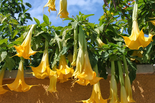 100 Semillas De Floripondio Amarillo