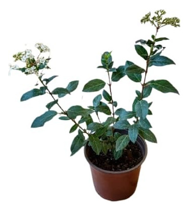 Laurentina / Viburnum Tinus Arbusto Ornamental