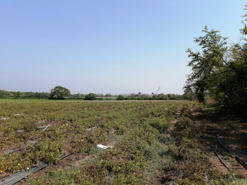 Hectáreas En Venta Veracruz Localidad El Pando, Veracruz.