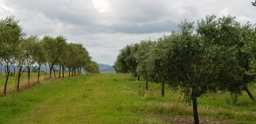 Hermoso Campo De Olivos 43 Hectáreas En Lavalleja