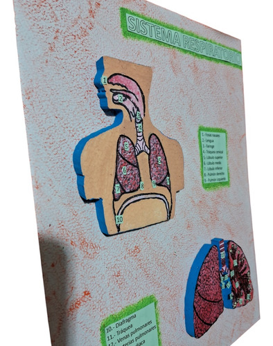 Maqueta Sistema Respiratorio