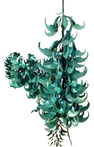 Enredadera De Jade Strongylodon Macrobotrys