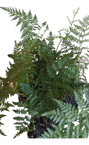 Plantas Helecho Calaguala Orgánico -