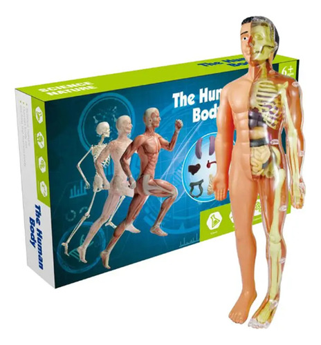 Kit Científico De Anatomía Del Torso, Modelo De Cuerpo Human