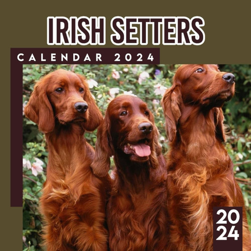 Libro: Irish Setters Calendar : Animals Calendar From Januar