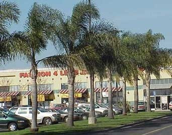 39 Semillas De Palmera Pindó ,nativa (envío Gratis)