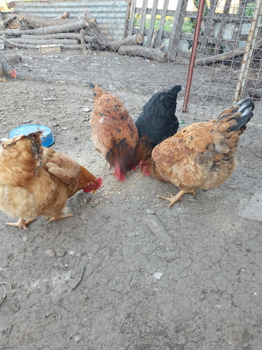 Imagen 5 de 5 de Huevos Fertiles De Gallinas De Campo,maple!!