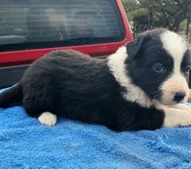 Comprar Macho Border Collie Con Pedigree Internacional 1