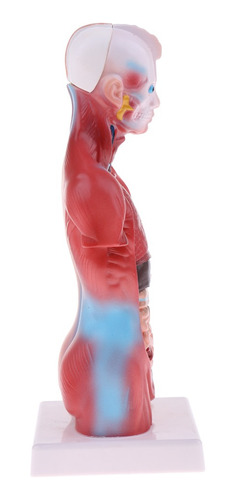 28cm Torso Humano Vísceras Esqueleto Cuerpo Corazón