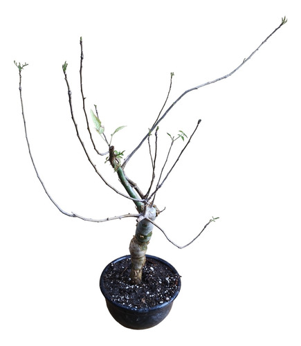 Arbolito Para Bonsai Copal Blanco Papelillo Rmfarr