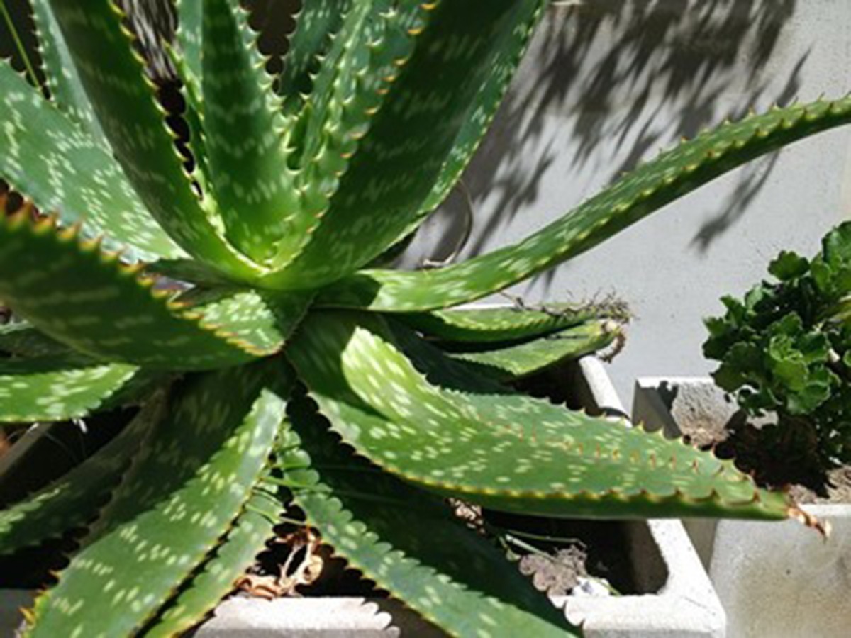 Planta De Aloe Vera Medicinal Y Curativa Mercado Libre