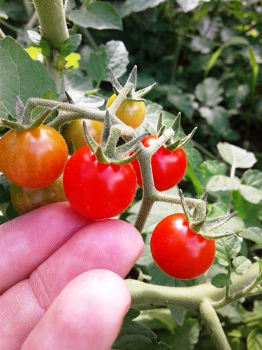 30 Semillas De Tomate Cherry Petit Moineau Para Tu Huerto