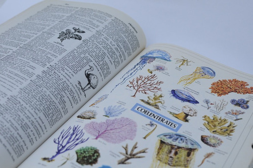 Webster's Unabridged Dictionary - Diccionario Íntegro Inglés