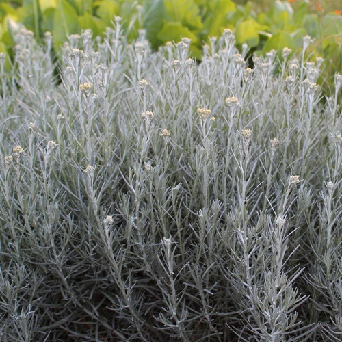 Helichrysum Italicum Hierba Inmortalidad 1 Planta De 30a40cm