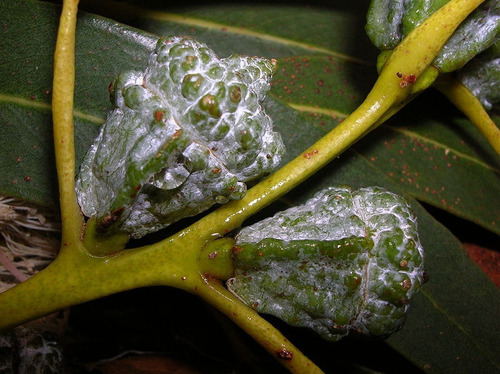 Imagem 7 de 10 de 200 Sementes Eucalipto Azul Eucalyptus Globulus