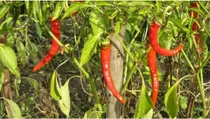 Comprar Semillas Aji Picante, Chile Cacho De Cabra (merkén)