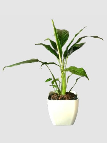 Planta Calita Spatiphilium Maceta Premium Deco Spatifilium