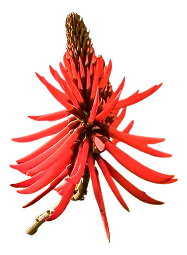 Mulungu Do Litoral - Eritrina Candelabro - 1 Muda