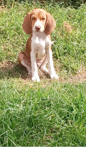 Cachorro Beagle Exótico Color Chocolate 5 Meses
