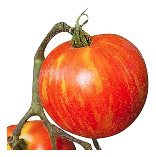 Mr. Stripey Tomato Seeds - Tomate Grande - Uno De Los Tomate