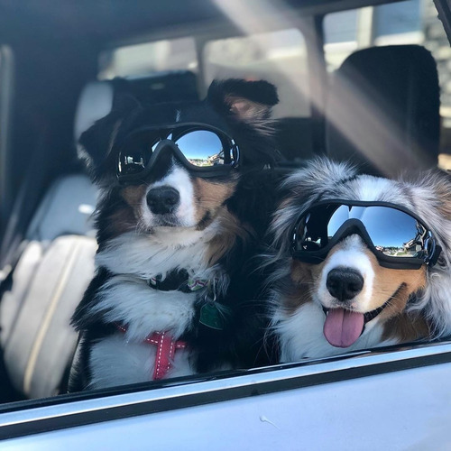 Gafas De Sol Uv Para Perro Mediano Y Grande R