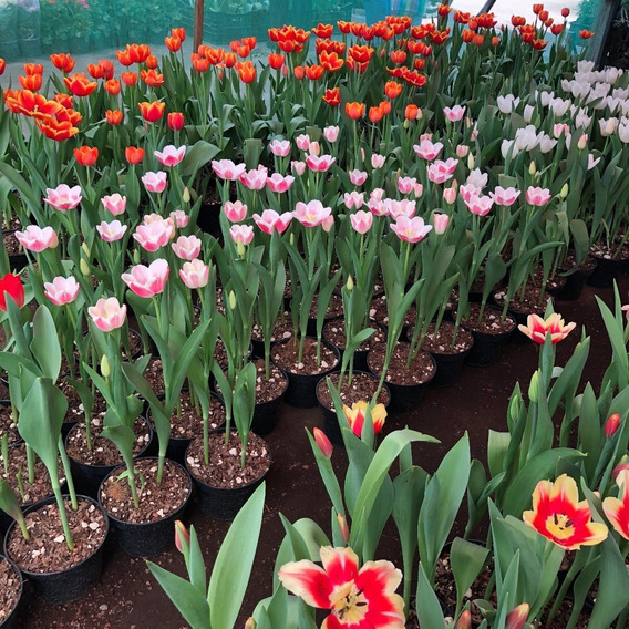 Tulipanes Naturales En Maceta | MercadoLibre ?