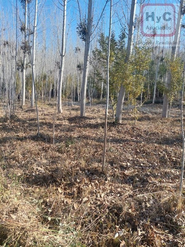 Imagen 7 de 21 de Venta Terreno 7500 M2 Con Bosque, En Idahue ¡mejor Precio!